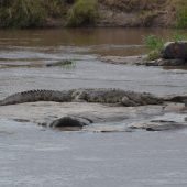  The Serengeti, TZ